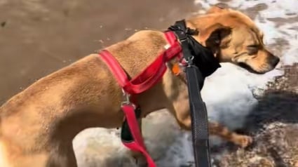 Illustration : Ce chien découvre l’océan pour la première fois de sa vie après avoir été adopté (vidéo) 