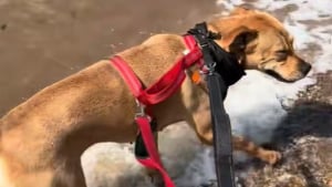 Illustration : "Ce chien découvre l’océan pour la première fois de sa vie après avoir été adopté (vidéo) "