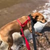 Illustration : Ce chien découvre l’océan pour la première fois de sa vie après avoir été adopté (vidéo) 