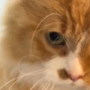 Illustration : Privé des pattes avant mais heureux, ce chat roux a trouvé une façon émouvante de dire à sa maîtresse qu’il veut des câlins (vidéo)