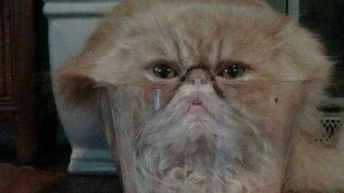 Illustration : "17 photos de chats qui dévoilent leurs habitudes très étranges"