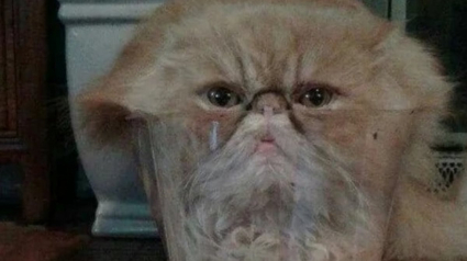 Illustration : 17 photos de chats qui d&eacute;voilent leurs habitudes tr&egrave;s &eacute;tranges