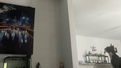 Illustration : Une jeune femme entend des bruits dans son mur, elle ne s’attendait pas à y trouver 2 adorables chatons (vidéo)