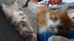Illustration : "Sa mère lui demande si ses chats s’entendent bien, elle lui répond avec une photo drôle et attendrissante"