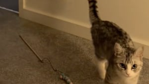 Illustration : "Sentant la tristesse envahir sa maîtresse, cette chatte lui apporte délicatement son jouet préféré pour la réconforter (vidéo)"