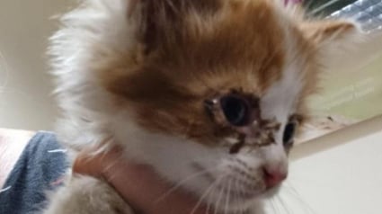 Illustration : 4 heures d’efforts et un peu de génie ont suffi à ce plombier pour libérer un chaton coincé dans un lampadaire