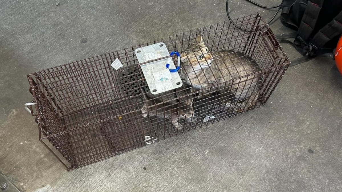 Illustration : "« Elle a réussi à se faufiler dans notre système et à construire un petit nid », une maman chat a élu domicile avec ses chatons dans le mur d’une station de métro"