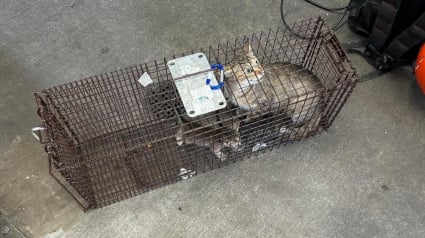 Illustration : « Elle a réussi à se faufiler dans notre système et à construire un petit nid », une maman chat a élu domicile avec ses chatons dans le mur d’une station de métro