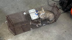 Illustration : "« Elle a réussi à se faufiler dans notre système et à construire un petit nid », une maman chat a élu domicile avec ses chatons dans le mur d’une station de métro"