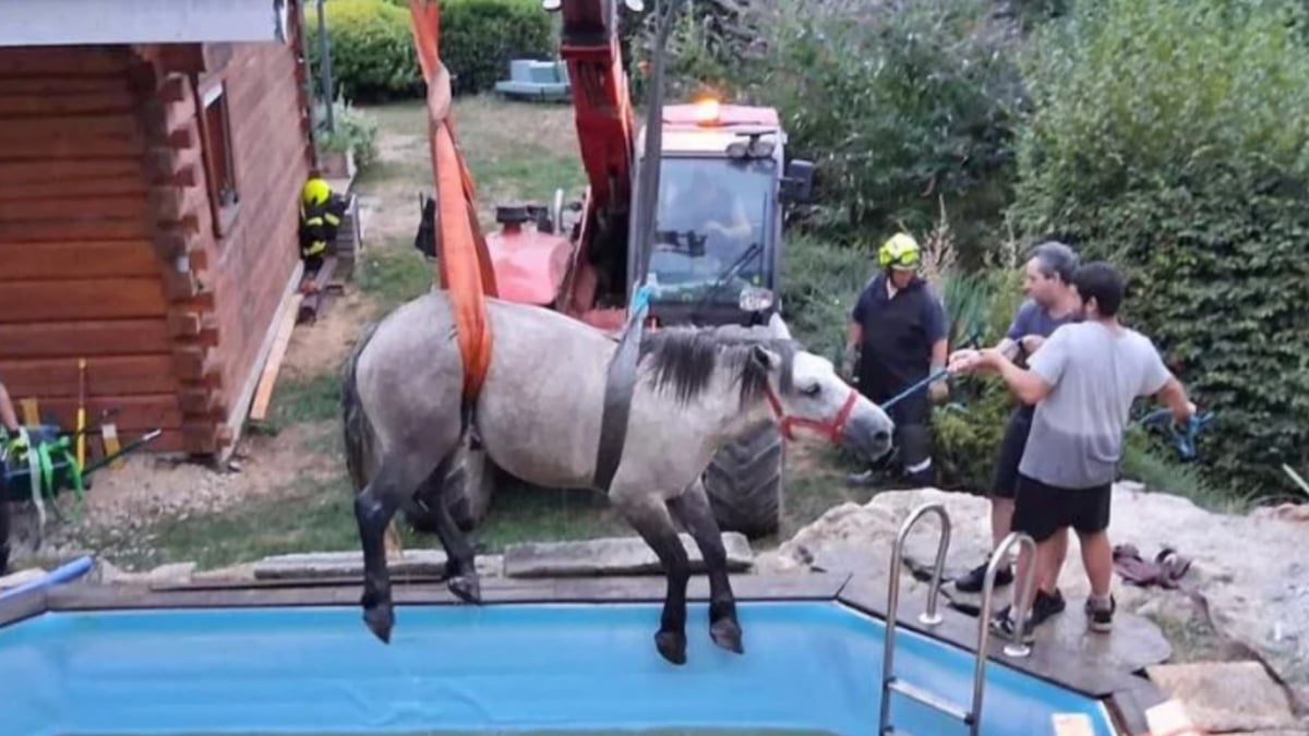 Illustration : "Les pompiers luttent pendant 3 heures pour sauver une jument de 800 kg tombée dans une piscine avec son poulain"