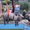 Illustration : Les pompiers luttent pendant 3 heures pour sauver une jument de 800 kg tombée dans une piscine avec son poulain