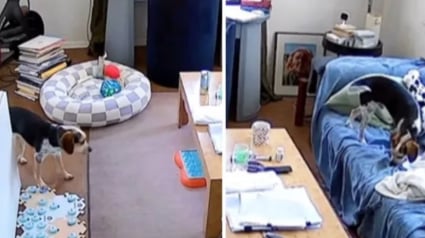 Illustration : Très doué dans l’utilisation des boutons de communication, ce chien demande à un assistant vocal de jouer sa chanson préférée (vidéo)