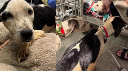 Illustration : La vérité rattrape la prétendue sauveuse de 3 chiens victimes de négligence extrême, 2 autres découverts chez elle