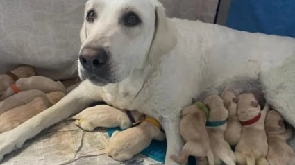 Illustration : "J'étais sous le choc", une chienne accouche prématurément de 14 chiots chez la soeur de son propriétaire parti en vacances