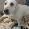 Illustration : "J'étais sous le choc", une chienne accouche prématurément de 14 chiots chez la soeur de son propriétaire parti en vacances