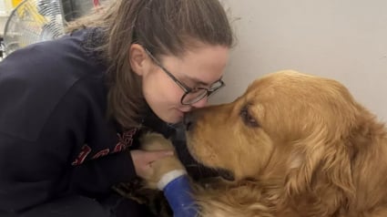 Illustration : Ils se préparent 3 fois à faire leurs adieux à leur chien, qui revient miraculeusement à lui après de graves problèmes