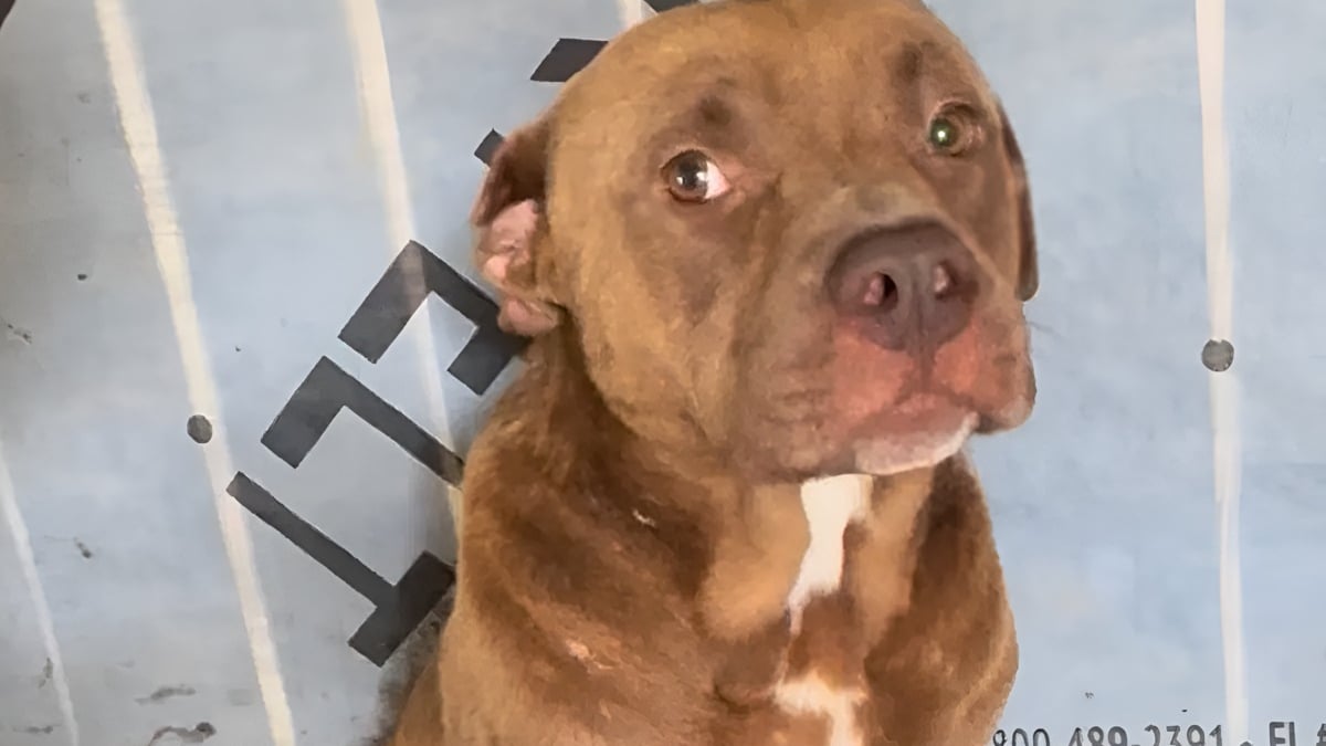 Illustration : "Elle sauve un chien abandonné chez ses voisins et découvre qu'une autre âme en détresse espérait aussi une main tendue (vidéo)"