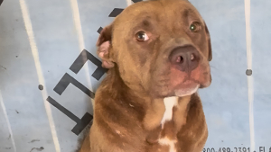 Illustration : "Elle sauve un chien abandonné chez ses voisins et découvre qu'une autre âme en détresse espérait aussi une main tendue (vidéo)"