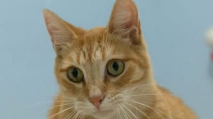 Illustration : Un chat passe plus de 3 semaines dans le camion de déménagement de ses anciens voisins
