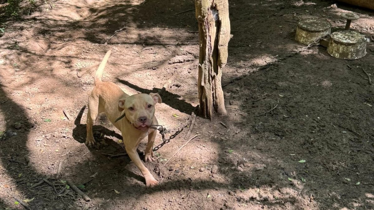 Illustration : "« Le plus triste, c'est qu'ils ne gardent aucune rancune » : 26 chiens retrouvés enchaînés dans les bois "