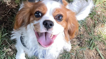 Illustration : 20 animaux de refuge qui ont &eacute;t&eacute; adopt&eacute;s et qui sont enfin combl&eacute;s d&rsquo;amour