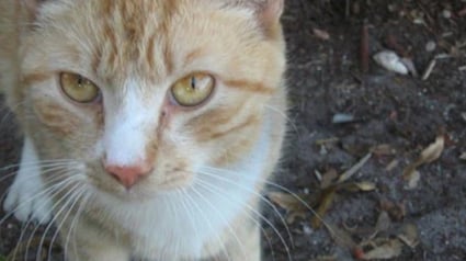 Illustration : Un chat émacié sauvé après qu’un patron a menacé ses employés d’être licenciés s’ils le nourrissaient 