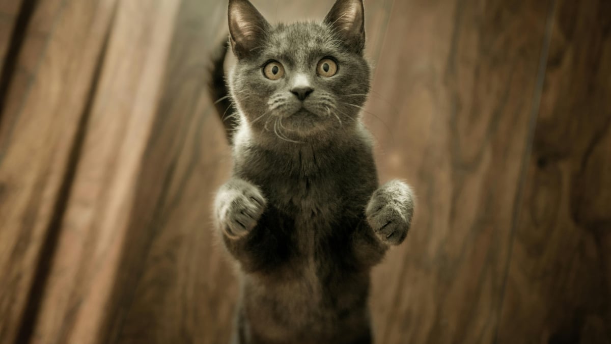 Illustration : "15 raisons pour lesquelles votre chat aime être le premier informé"
