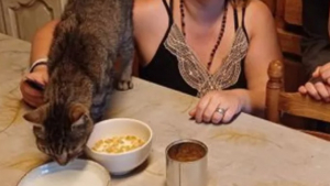 Illustration : "Une famille perd ses chats sur une aire d’autoroute, puis reçoit un coup de fil 2 ans plus tard "
