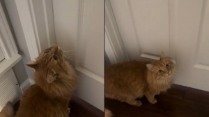 Illustration : "Depuis que sa sœur humaine est partie faire ses études, ce chat l’attend chaque jour les yeux pleins d'espoir devant sa porte fermée (vidéo)"