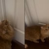 Illustration : Depuis que sa sœur humaine est partie faire ses études, ce chat l’attend chaque jour les yeux pleins d'espoir devant sa porte fermée (vidéo)