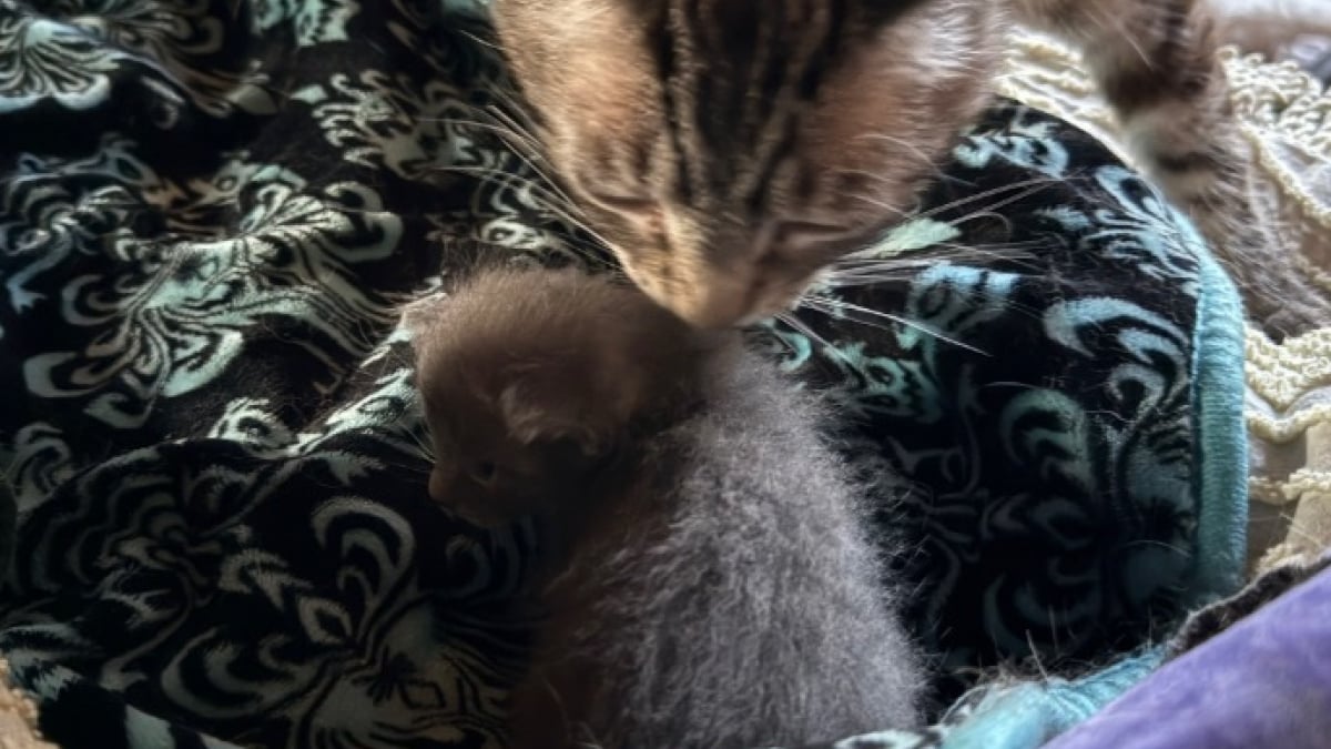 Illustration : "Une chatte perd toute volonté de vivre après le décès de son chaton, puis soigne son cœur à l’arrivée d’un jeune félin orphelin "