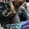 Illustration : Une chatte perd toute volonté de vivre après le décès de son chaton, puis soigne son cœur à l’arrivée d’un jeune félin orphelin 