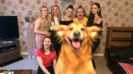 Illustration : 20 photos hilarantes o&ugrave; les animaux de compagnie n&rsquo;ont pas h&eacute;sit&eacute; &agrave; voler la vedette