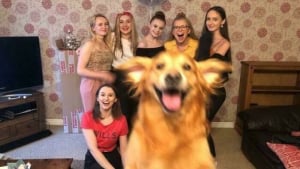 Illustration : 20 photos hilarantes où les animaux de compagnie n’ont pas hésité à voler la vedette