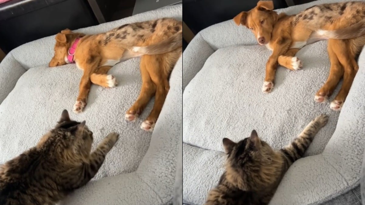 Illustration : "Un chat s’approche du panier et, d’un geste tendre de la patte, transforme la première rencontre avec sa petite soeur canine (vidéo)"