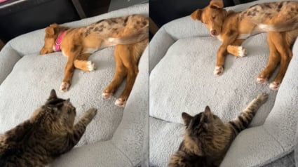 Illustration : Un chat s’approche du panier et, d’un geste tendre de la patte, transforme la première rencontre avec sa petite soeur canine (vidéo)