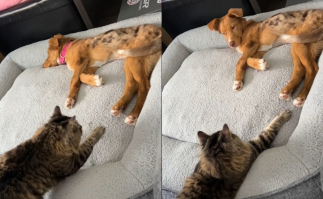 Un chat s’approche du panier et, d’un geste tendre de la patte, transforme la première rencontre avec sa petite soeur canine (vidéo)