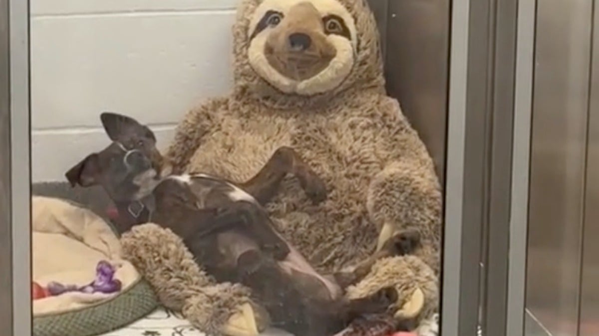 Illustration : "Dans l’attente de trouver une famille pour la vie, ce chiot de 3 mois se réconforte avec une peluche géante (vidéo)"