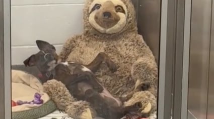 Illustration : Dans l’attente de trouver une famille pour la vie, ce chiot de 3 mois se réconforte avec une peluche géante (vidéo)
