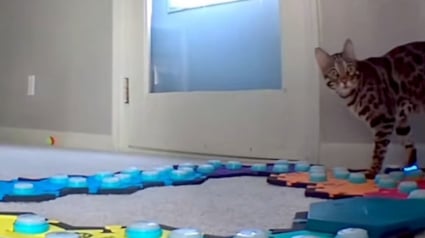 Illustration : Ce chat adore le dessin animé Pocahontas et n’hésite pas à le réclamer à sa maîtresse (vidéo)