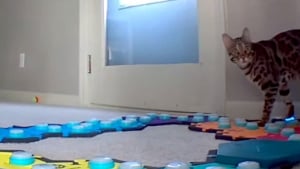 Illustration : Ce chat adore le dessin animé Pocahontas et n’hésite pas à le réclamer à sa maîtresse (vidéo)