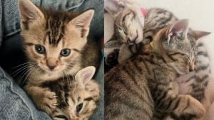 Illustration : "Au lendemain d’une tempête, 2 chatons perchés dans un arbre se sont juré de ne plus jamais se quitter"
