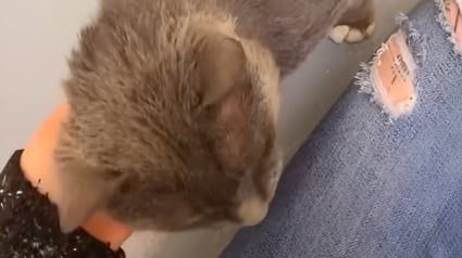 Illustration : Après une rupture douloureuse, elle choisit d’adopter le plus vieux chat du refuge et leur rencontre bouleverse les bénévoles (vidéo)