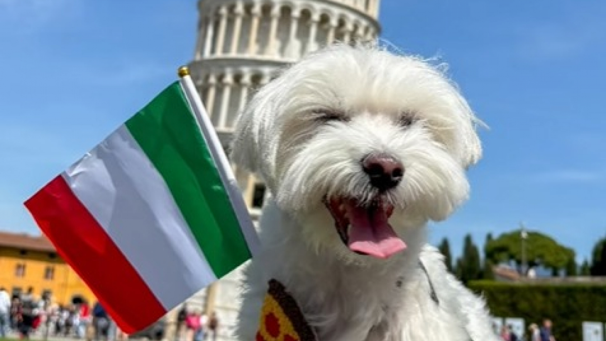 Illustration : "Devenu star d’Instagram, ce petit chien fait découvrir la planète entière aux côtés de sa propriétaire et a déjà parcouru plus de 20 pays (vidéo)"