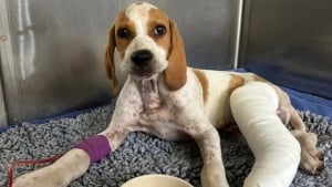 Illustration : « Nous n’avons pas hésité une seconde », un chiot en divagation fauché par une voiture survit grâce à des passants et un vétérinaire qui l'a opéré gratuitement