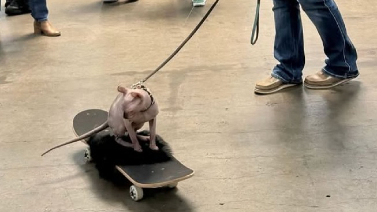 Illustration : "Sous les regards amusés, ce chat Sphynx glisse sur un skateboard comme un véritable pro (vidéo)"