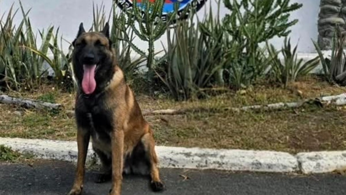 Illustration : "Perdu dans la nuit, un garçon de 12 ans en fugue retrouvé grâce au flair infaillible d’un Malinois"