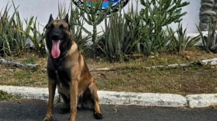 Illustration : Perdu dans la nuit, un garçon de 12 ans en fugue retrouvé grâce au flair infaillible d’un Malinois