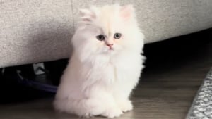 Illustration : "« On n’aurait jamais cru qu’il grandirait ainsi », de chaton minuscule et fragile, ce Persan blanc splendide fascine désormais TikTok (vidéo)"