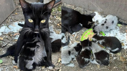 Illustration : Affamée et rejetée, cette chatte a donné naissance dans la rue, son destin et celui de ses 8 chatons a basculé en un jour